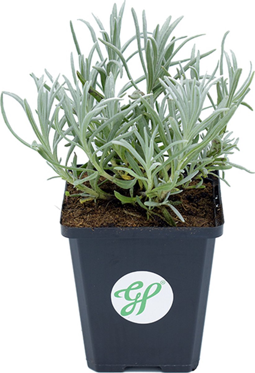 Plants By Frank - 48x Lavendel Planten - Tuinplanten - Wit - Pot 7 Cm