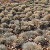 Festuca glauca - Blauw schapegras - Pot 17 cm (2 liter)