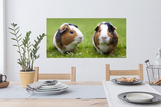 Stickers muraux - Film autocollant - Deux cochons d'Inde - 80x40 cm - Film adhésif - Stickers muraux chambre d'enfant - Papier peint autocollant - Papier peint autocollant - Film autocollant