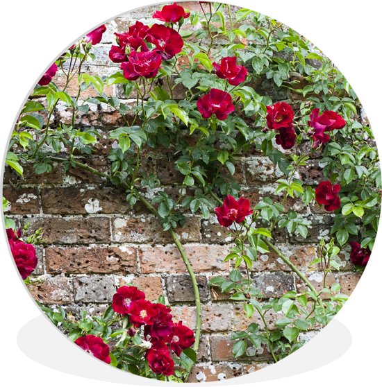 WallCircle - Wandcirkel ⌀ 30 - Klimplant met rode bloemen op een stenen muur - Ronde schilderijen woonkamer - Wandbord rond - Muurdecoratie cirkel - Kamer decoratie binnen - Wanddecoratie muurcirkel - Woonaccessoires