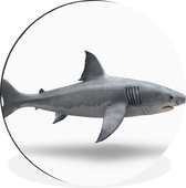 Requin - Animaux aquatiques - Wit XXL