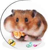WallCircle - Wandcirkel - Muurcirkel - Hamster eet kleurrijk voedsel - Aluminium - Dibond - ⌀ 60 cm - Binnen en Buiten