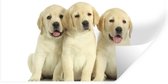 Muurstickers - Sticker Folie - Schattige Labrador Retriever puppy's - 40x20 cm - Plakfolie - Muurstickers Kinderkamer - Zelfklevend Behang - Zelfklevend behangpapier - Stickerfolie
