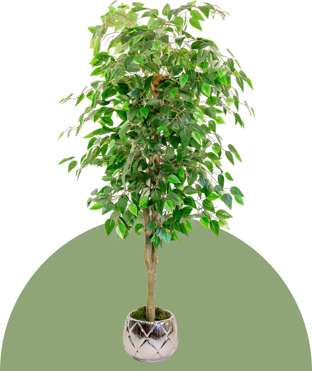 Kunstplant grote FICUS NITIDA kamerplant met echte houten stammen 210cm - Grote bloempot, hoge