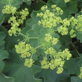 Alchemilla mollis - Fraaie vrouwenmantel - Pot 17 cm (2 liter)