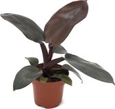 Plant in a Box - Philodendron Black Cardinal - Tropische Kamerplant - Pot ⌀12cm - Hoogte ↕ 25-35cm