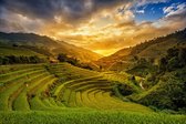 Rice fields of vietnam – 90cm x 60cm - Fotokunst op PlexiglasⓇ incl. certificaat & garantie.