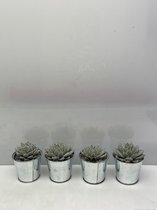Cactus24- Echeveria Agavoides 3 stuks- 8.5cmØ- Kerst- zinken pot - Zand