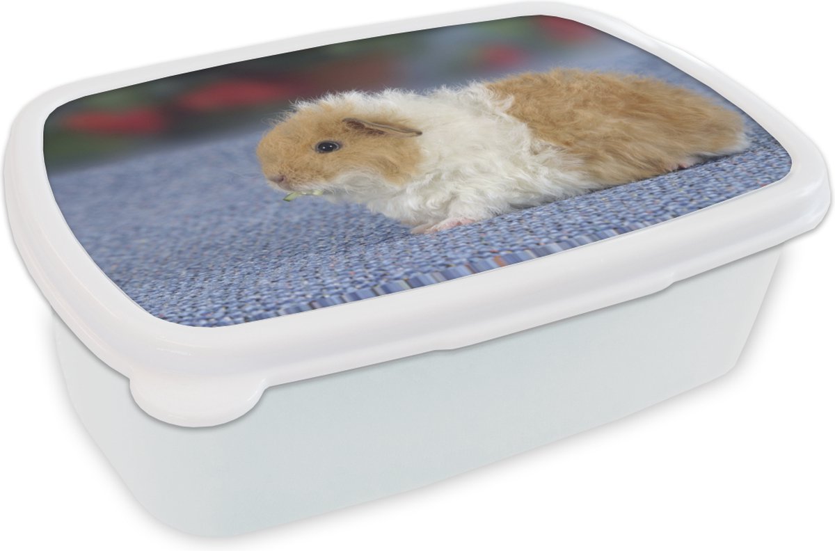 Broodtrommel Wit - Lunchbox - Brooddoos - Texel cavia - 18x12x6 cm - Volwassenen