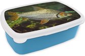 Broodtrommel Blauw - Lunchbox - Brooddoos - Vis - Water - Plant - 18x12x6 cm - Kinderen - Jongen