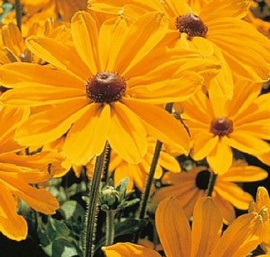 Rudbeckia Hirta Indian Summer ca 100 zaden