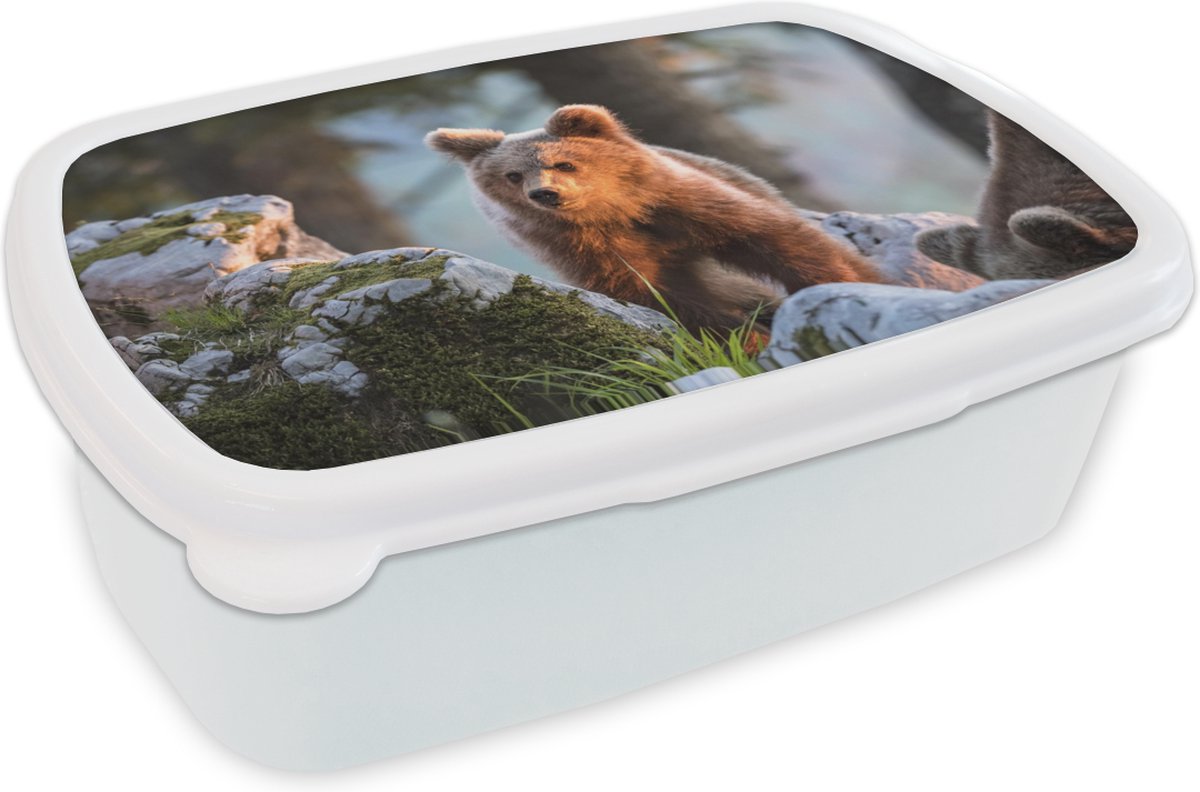 Broodtrommel Wit - Lunchbox - Brooddoos - Beer - Bruin - Dier - 18x12x6 cm - Volwassenen