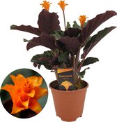 Plant in a Box - Calathea Crocata - Plante d'intérieur purifiante - Pot ⌀14cm - Hauteur 40-50cm