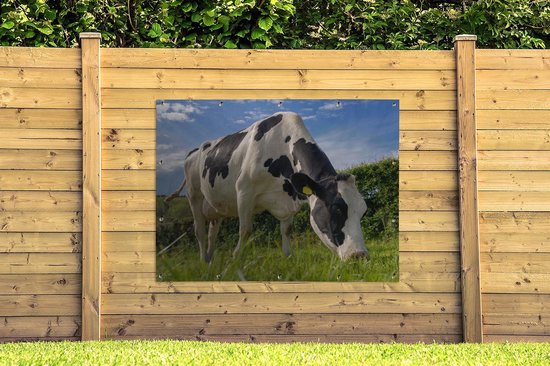 Une vache frisonne broutant par une belle journée d'été Affiche de jardin 160x120 cm - Toile de jardin / Toile d'extérieur / Peintures d'extérieur (décoration de jardin) XXL / Groot format!