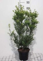 2 x Ilex maximowicz. 'Kanehirae' - Japanse Hulst 30-40 cm in pot