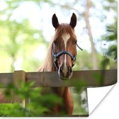 Poster Paard - Natuur - Hek - 30x30 cm