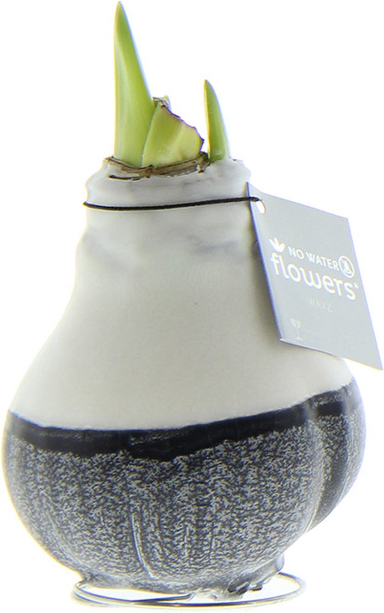 Wax Amaryllis Dipz Zwart | Prachtige Wax Amaryllis voor in huis | Rood