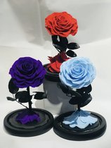 Belle Rose kit - Longlife rose in glazen stolp.
