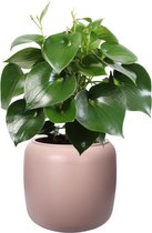 ELHO ® Pure Beads Small Ø 40 (Pebble Pink) met Pannenkoekenplant XL – ↨ 50cm – ⌀ 39,2cm