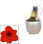 Amaryllis (Hippeastrum) Melanie Rood in zilverkleurig keramiek – ↨ 30cm – ⌀ 15cm