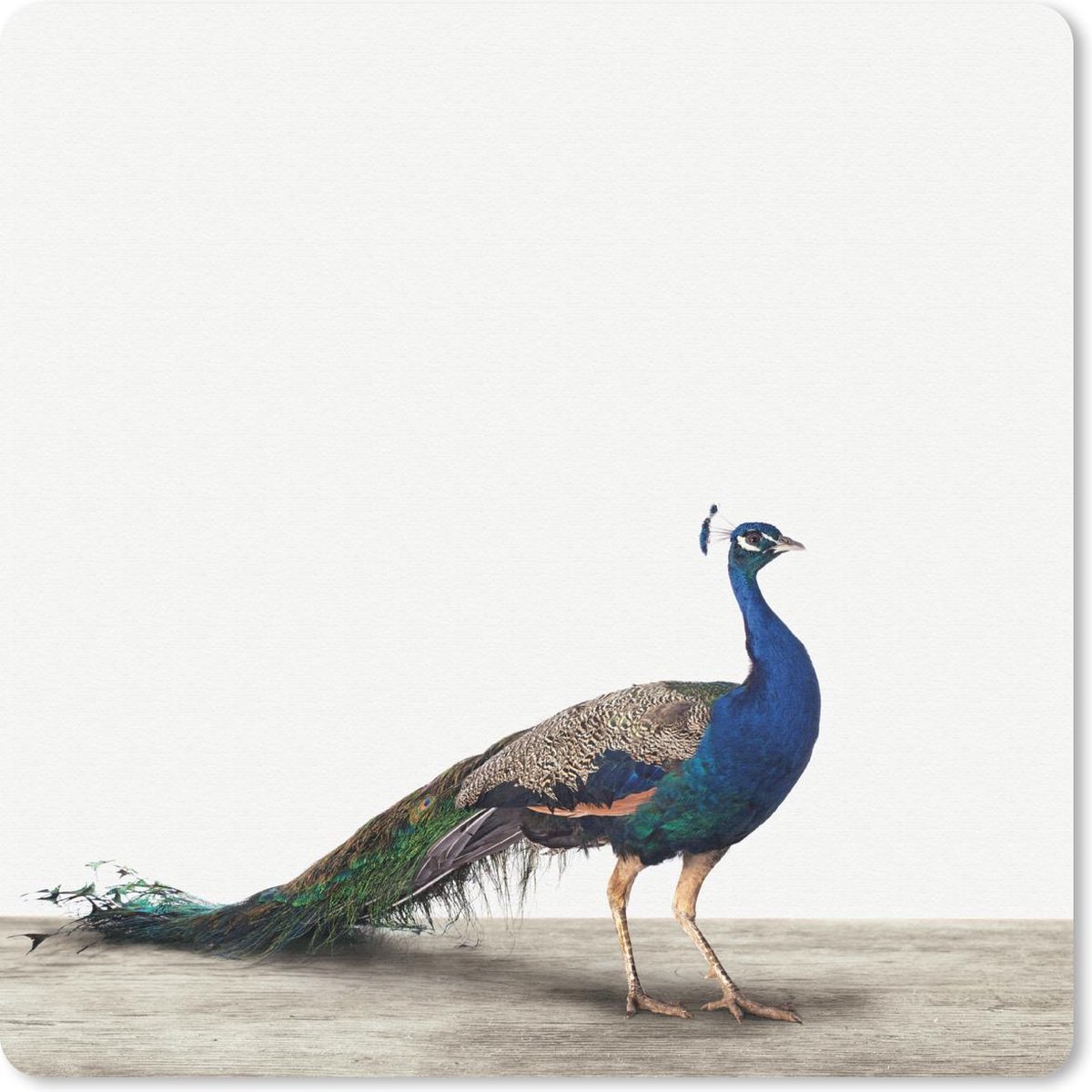 Muismat 20x20 cm - Mousepad Dieren - Pauw - Wit - Muismatten