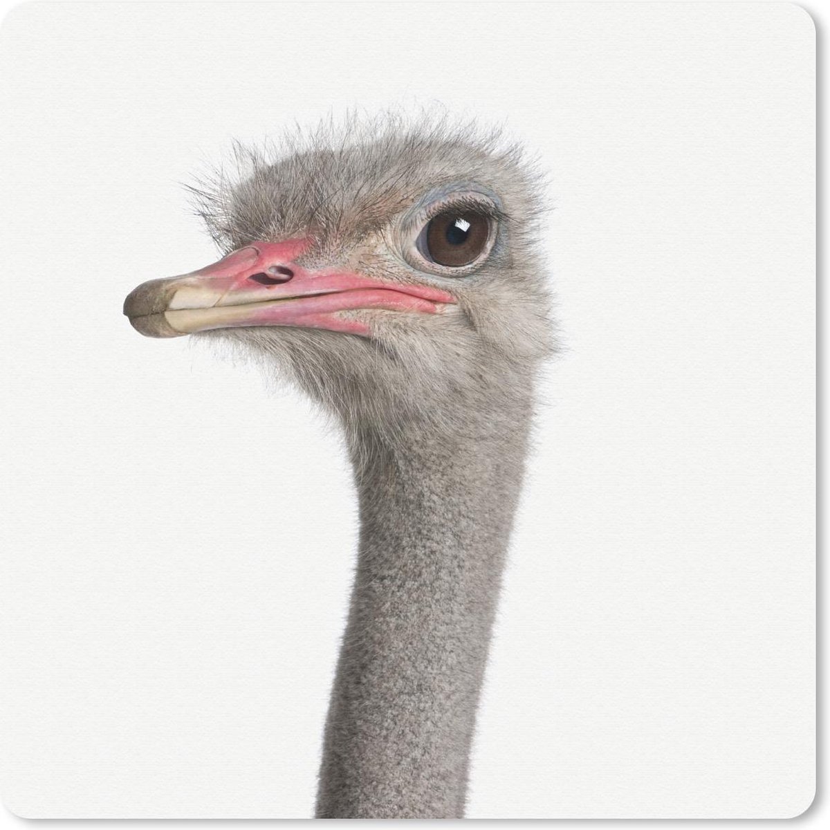 Muismat 20x20 cm - Mousepad Dieren - Portret - Struisvogel - Muismatten