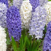 15x Hyacinten - Hyacinthus - Mix 'Blue Sky' -  Blauw-wit - 15 bollen - Ø14cm