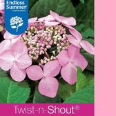 1x Hydrangea macrophylla 'Endless Summer® TWIST & SHOUT'- Hortensia - Planthoogte 25-30 cm in pot