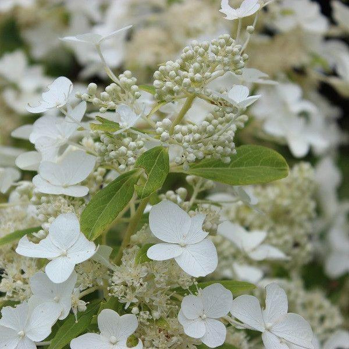 1x Hydrangea paniculata 'Levana'® - Hortensia - Planthoogte 30-40 cm in pot