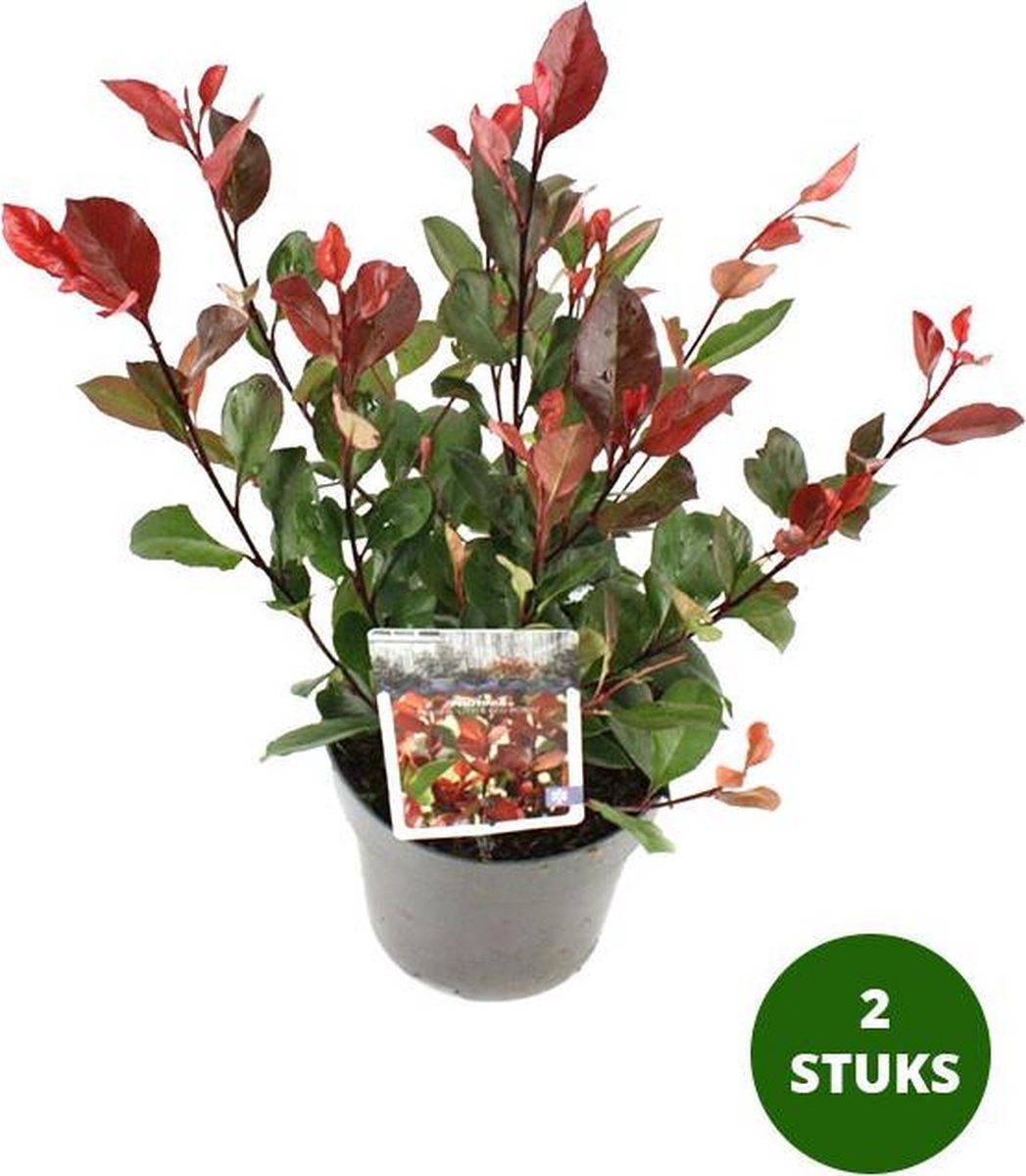 Photinia Fraseri meerstammig | Red Robin | Glansmispel