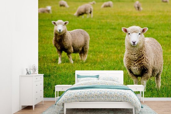 Behang - Fotobehang Schaap - Schapenvacht - Gras - Breedte 305 cm x