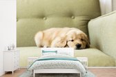 Behang - Fotobehang Een slapende Golden Retriever puppy op de bank - Breedte 390 cm x hoogte 260 cm