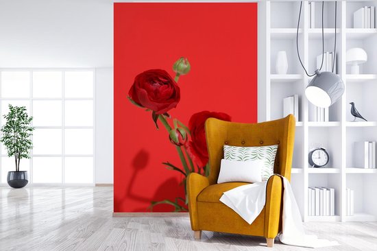Papier peint photo vinyle - Renoncules rouges sur fond rouge largeur 200 cm x hauteur 300 cm - Tirage photo sur papier peint (disponible en 7 tailles)