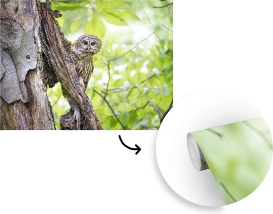 Papier peint photo peint photo vinyle - Chouette fauve rayée largeur 375 cm x hauteur 300 cm - Tirage photo sur papier peint (disponible en 7 tailles)