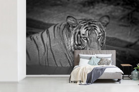 Papier peint photo peint photo vinyle - Tigre dans l'eau largeur 600 cm x hauteur 400 cm - Tirage photo sur papier peint (disponible en 7 tailles)