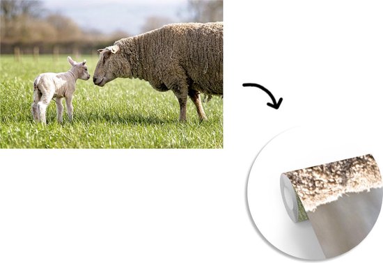 Papier peint photo vinyle - Mouton salue son agneau dans la prairie largeur 390 cm x hauteur 260 cm - Tirage photo sur papier peint (disponible en 7 tailles)