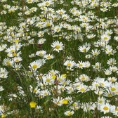 6x Leucanthemum vulgare - Margriet - Pot 9x9 cm