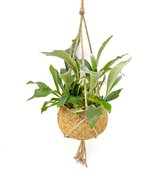 Varen van Botanicly – Platycerium in kokosvezel hangpot als set – Hoogte: 40 cm