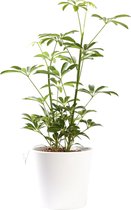 Plant in hydrocultuur systeem van Botanicly: Vingersboom met weinig onderhoud – in wit kleurig hydrocultuur sierpot – Hoogte: 35 cm – Schefflera arboricola