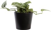 Plant in hydrocultuur systeem van Botanicly: Scindapsus met weinig onderhoud – in antraciet kleurig hydrocultuur sierpot – Hoogte: 5 cm – Scindapsus pictus Monstrosus
