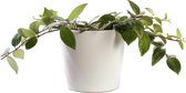 Plant in hydrocultuur systeem van Botanicly: Lippenstiftplant  met weinig onderhoud – in wit kleurig hydrocultuur sierpot – Hoogte: 5 cm – Aeschynanthus lobianus