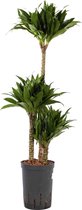 Plant in hydrocultuur systeem van Botanicly: Drakenboom met weinig onderhoud – Hoogte: 85 cm – Dracaena derem. Janet Craig Compacta