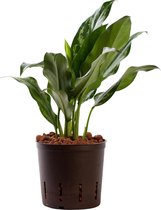 Plant in hydrocultuur systeem van Botanicly: Aglaonema met weinig onderhoud – Hoogte: 35 cm – Aglaonema commutatum Splash