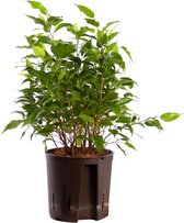 Plant in hydrocultuur systeem van Botanicly: Treurvijg met weinig onderhoud – Hoogte: 35 cm – Ficus benjamina Natascha