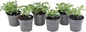 Plant in a Box - Tea Leaf Mix - Thee kruiden - Mix van 6 kruidenplanten -Pot ⌀10,5cm - Hoogte ↕ 10-20cm