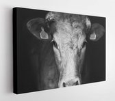 Canvas schilderij - Sad farm cow close up portrait over black background  -     569546296 - 40*30 Horizontal