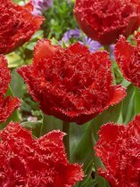 80x Tulpen 'Qatar'  bloembollen met bloeigarantie