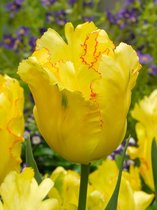 80x Tulpen 'Texas gold'  bloembollen met bloeigarantie