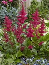 9x Pluimspirea 'Astilbe red sentinel japonica'  bloembollen met bloeigarantie