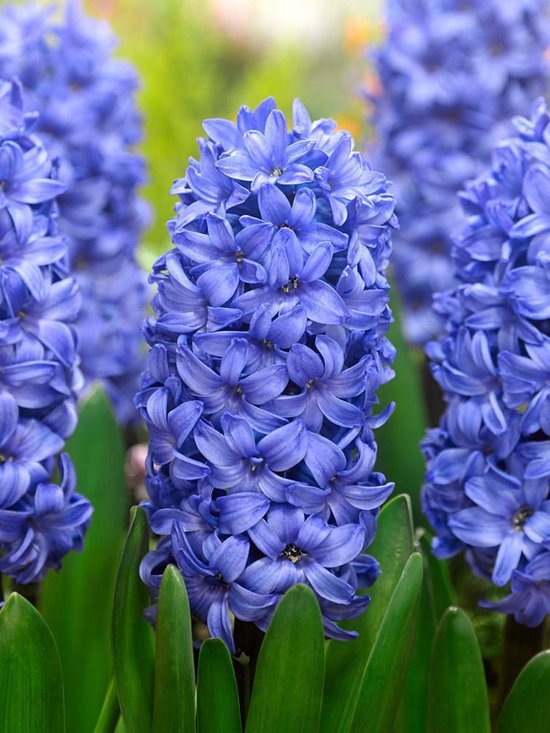 40x bulbes de Jacinthe 'Delft blue' avec garantie de floraison | bol.com